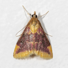 Pyrausta pythialis