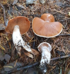 Cortinarius laniger