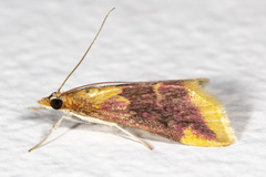 Pyrausta pythialis
