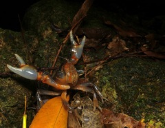 Euastacus urospinosus