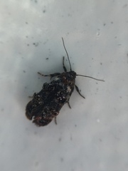 Corocosma memorabilis