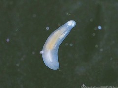 Macrostomum