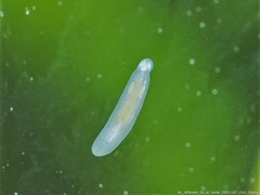Macrostomum