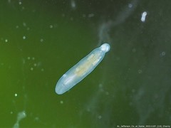 Macrostomum