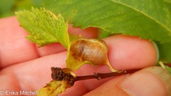 Dasineura salicifoliae