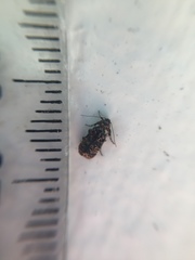 Corocosma memorabilis