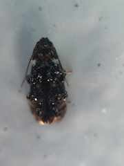 Corocosma memorabilis