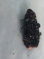 Corocosma memorabilis