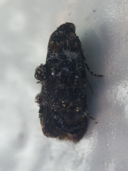 Corocosma memorabilis