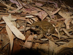 Ranoidea alboguttata