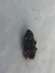 Corocosma memorabilis