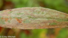 Liriomyza ptarmicae