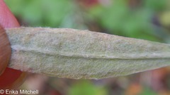 Liriomyza ptarmicae