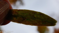 Liriomyza ptarmicae