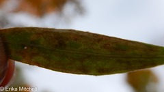 Liriomyza ptarmicae