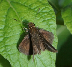 Remella duena