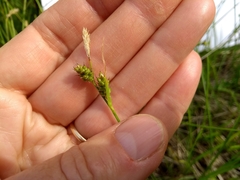 Carex torreyi