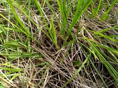 Carex torreyi