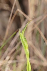 Pterostylis falcata