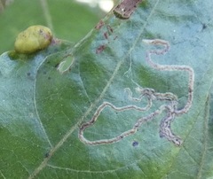 Phyllocnistis hyperpersea