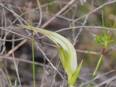 Pterostylis falcata