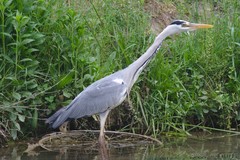 Ardea cinerea