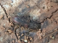 Namunaria