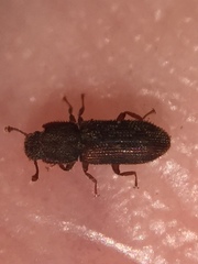 Namunaria