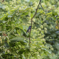 Niltava macgrigoriae