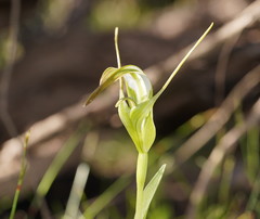 Pterostylis falcata