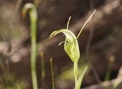 Pterostylis falcata