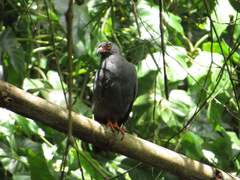 Helicolestes hamatus