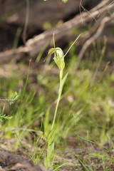Pterostylis falcata