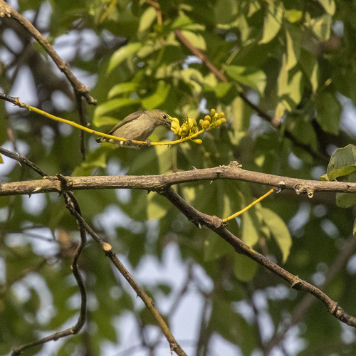 Plain Flowerpecker (Dicaeum minullum), photo 7
