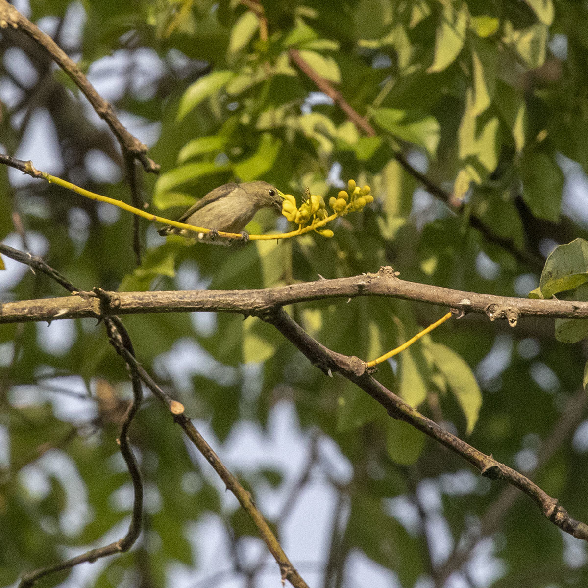 Plain Flowerpecker illustration