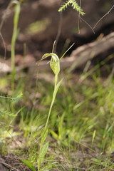 Pterostylis falcata