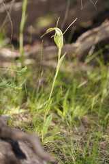Pterostylis falcata