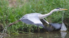 Ardea cinerea