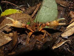 Euastacus setosus
