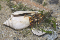Clibanarius infraspinatus