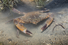 Charybdis hellerii