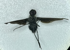 Anthrax aterrimus