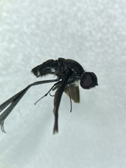 Anthrax aterrimus
