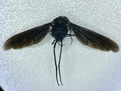 Anthrax aterrimus