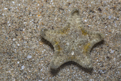 Goniodiscaster scaber