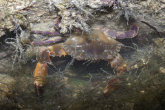 Charybdis hellerii