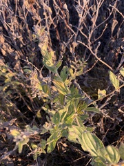 Lithospermum occidentale