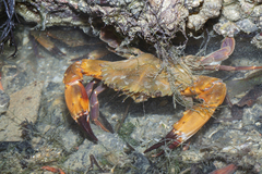 Charybdis hellerii