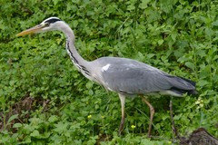 Ardea cinerea