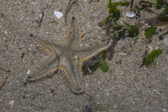 Astropecten indicus
